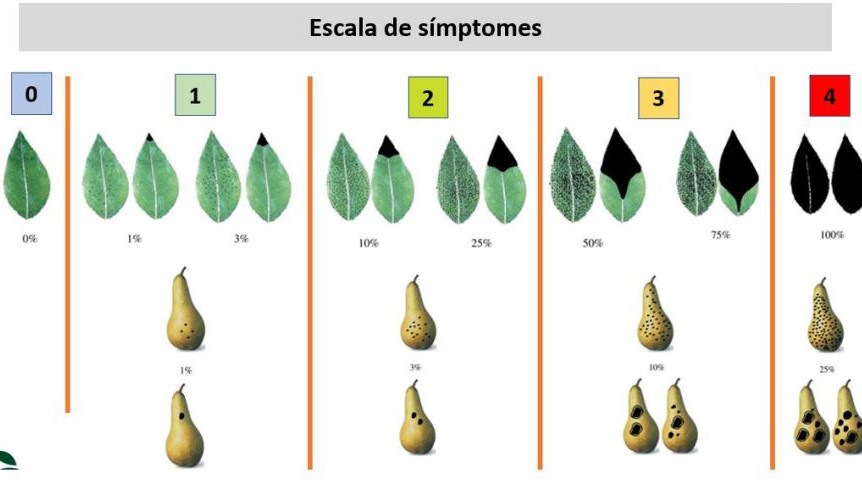IRTA Jordi Cambray 3 (2)|IRTA Jordi Cambray 2
